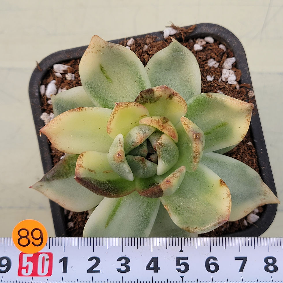 Thumbnail: Echeveria Black Rose white variegated 