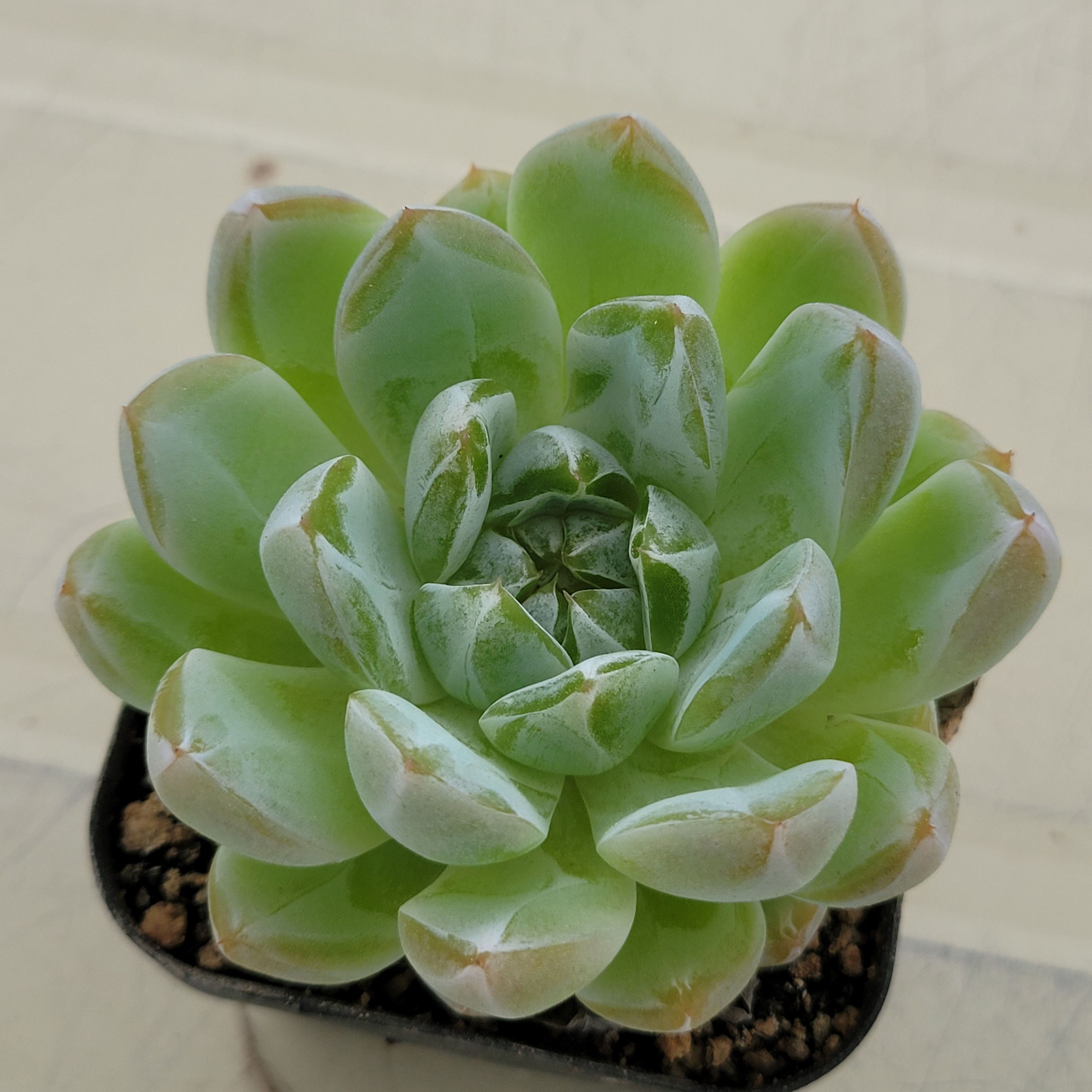 Echeveria Blue Diamond Jelly 
