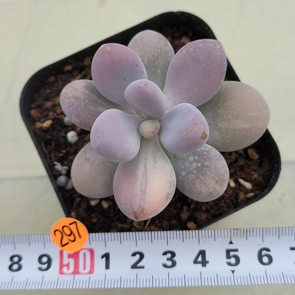 Thumbnail: Graptopetalum Amethystinum 