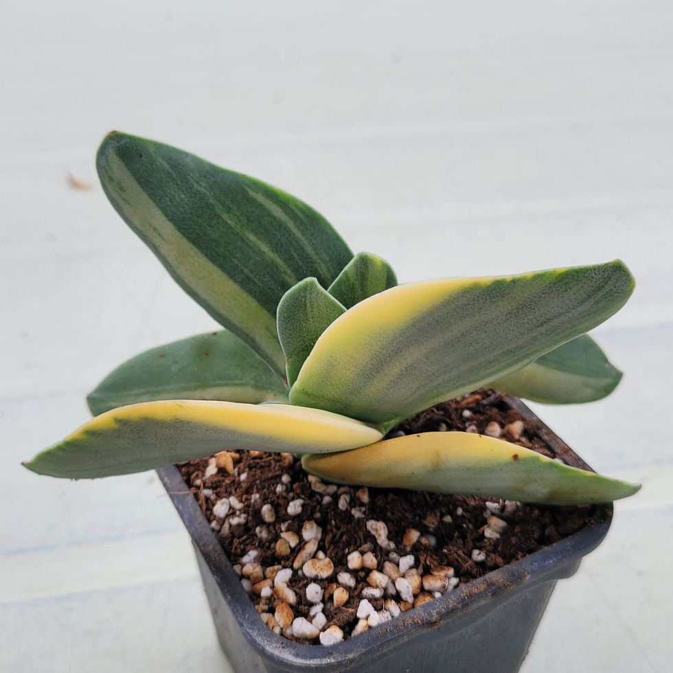 Thumbnail: Crassula Falcata variegated 