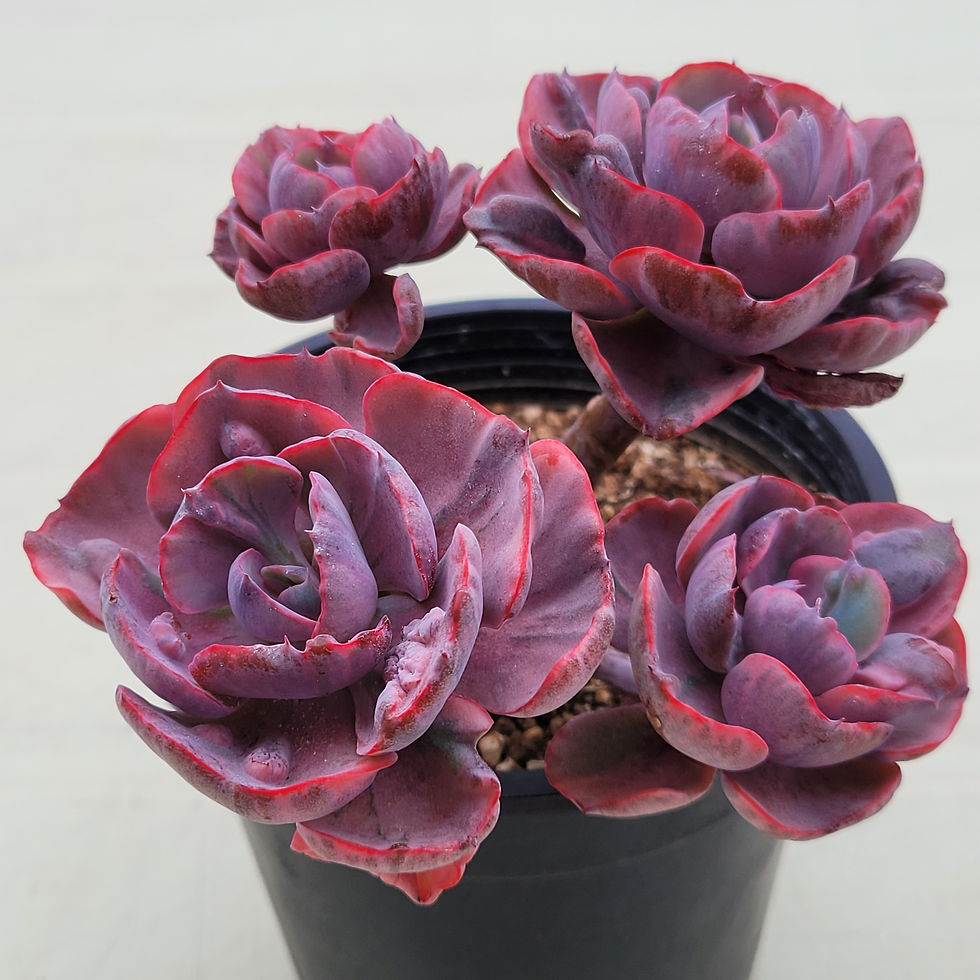 Thumbnail: Echeveria Beyonce Rainbow variegated 