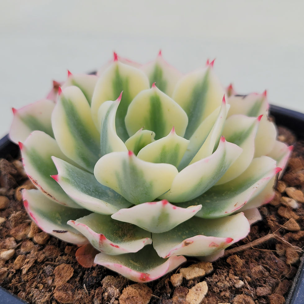 Thumbnail: Echeveria Snow Flying variegated 