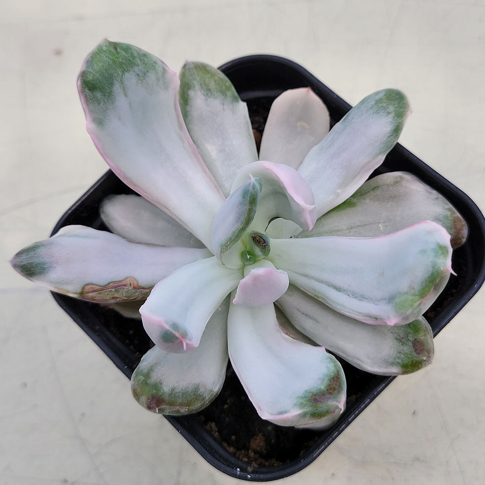 Thumbnail: Echeveria Berserk variegated 