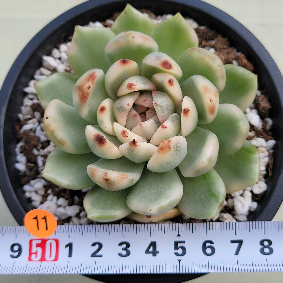 Thumbnail: Echeveria Black Prada variegated 
