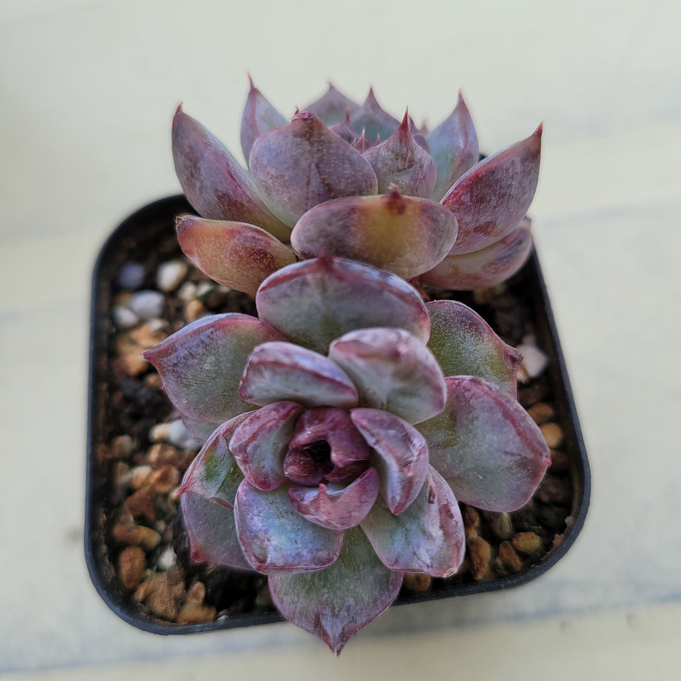 Thumbnail: Echeveria Black bear 
