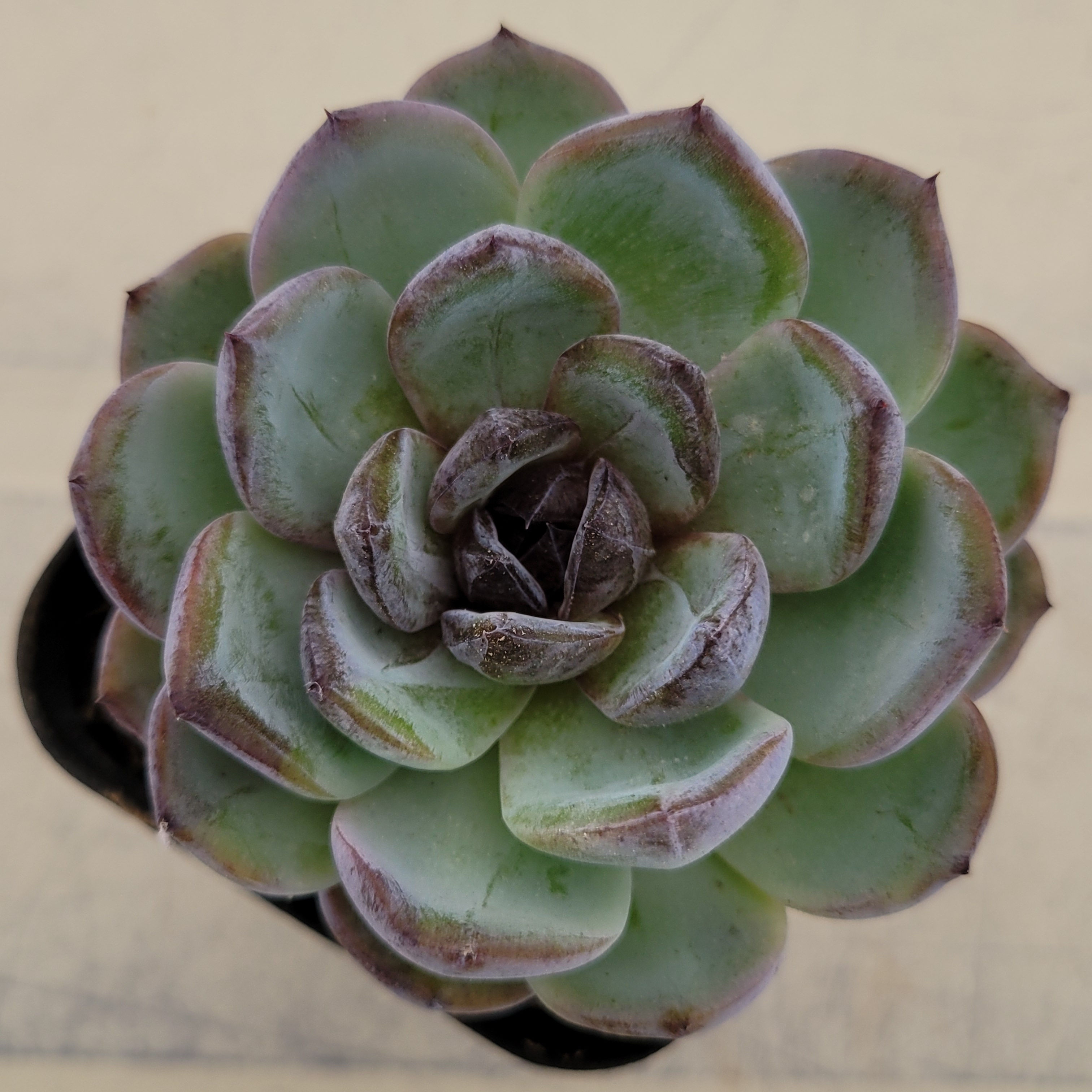 Echeveria Dark Opal 