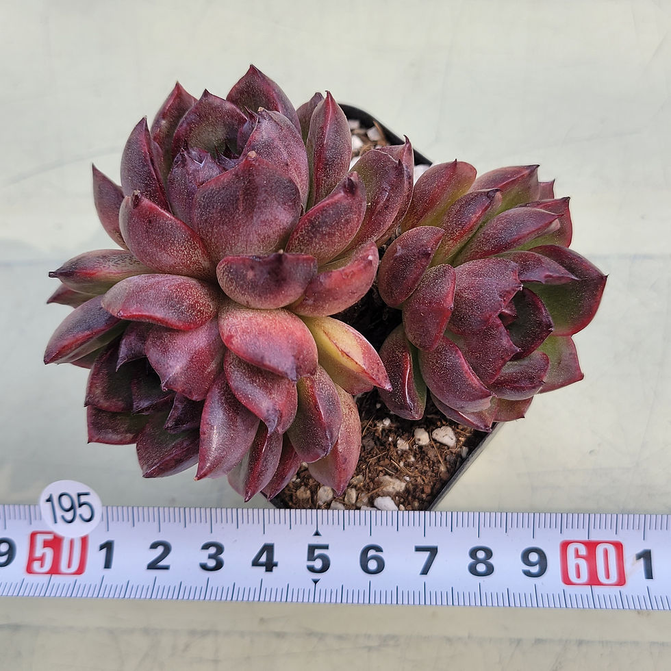 Thumbnail: Echeveria Sherry 