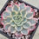 Thumbnail: Echeveria Nanahukumini variegated 