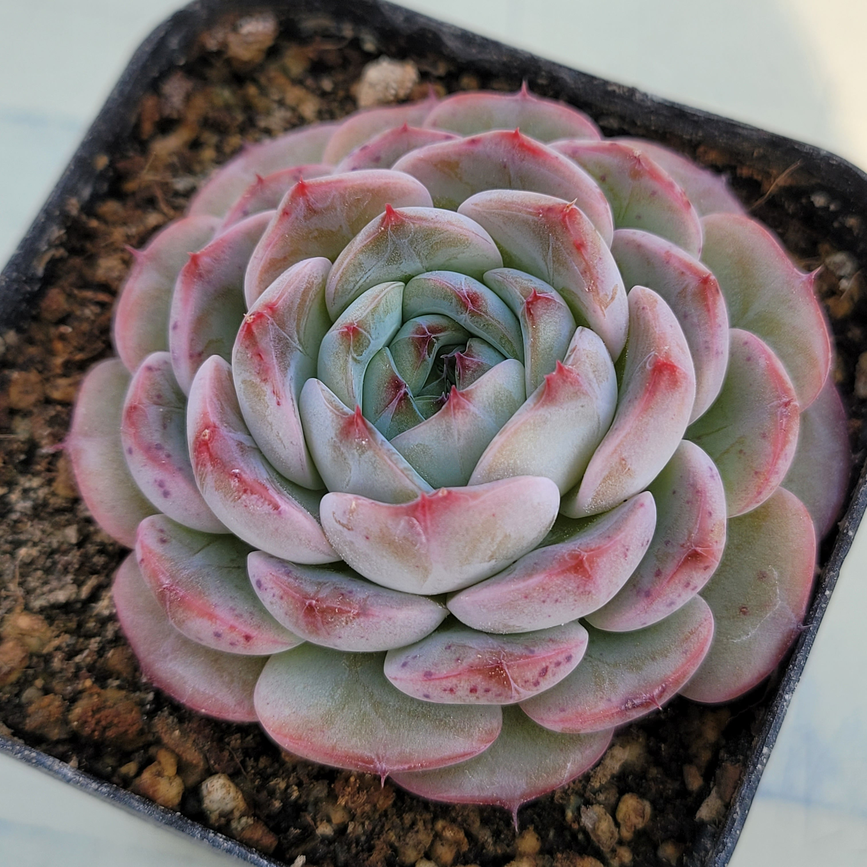 Echeveria Pink Wave 