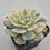 Thumbnail: Echeveria bluete variegated 