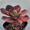 Thumbnail: Echeveria Prima Donna variegated 
