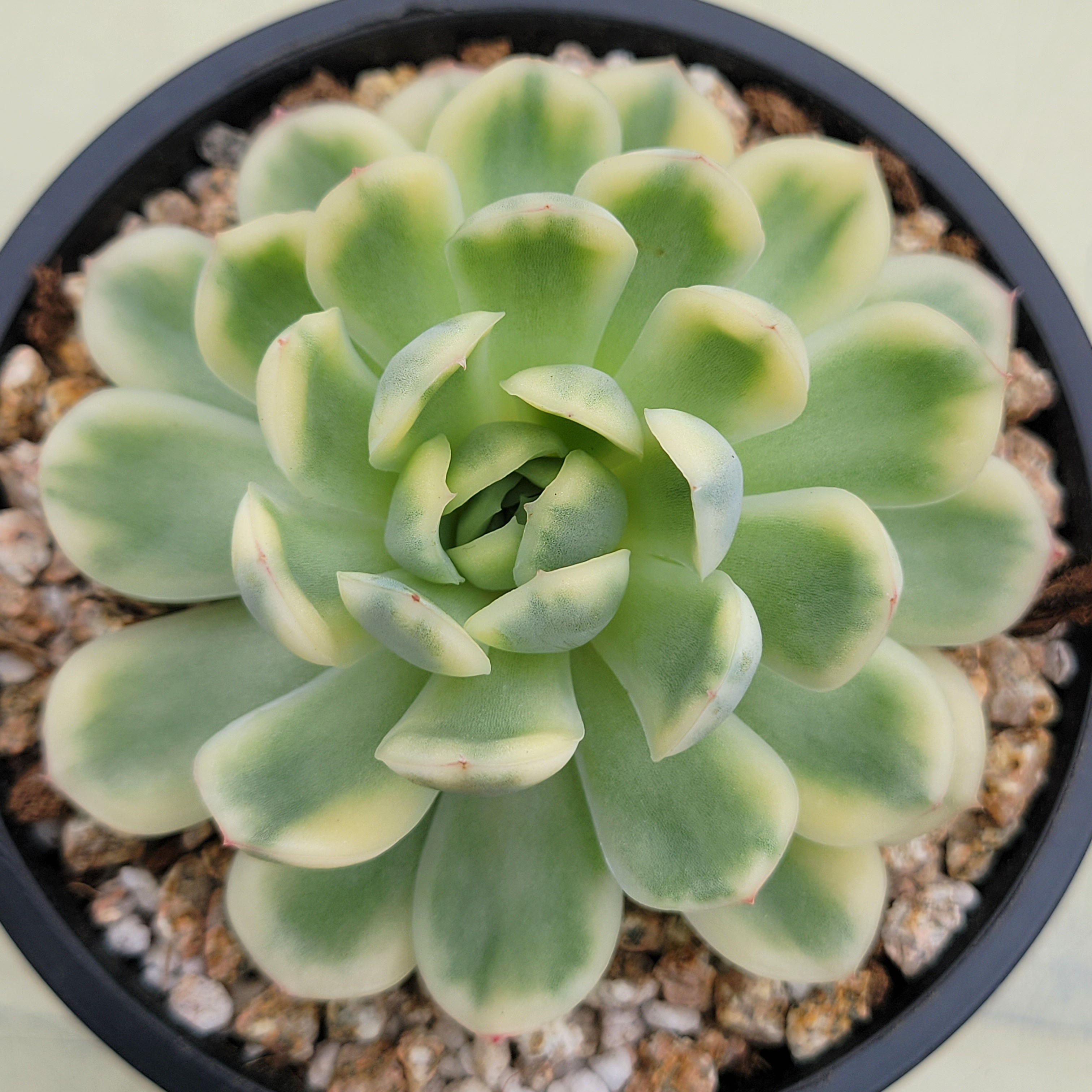 Echeveria Strawberry Kid variegated 