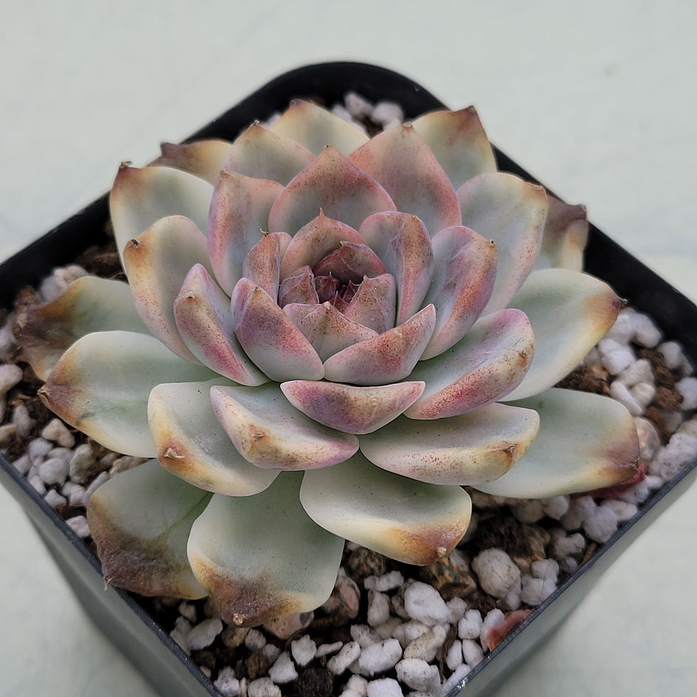 Thumbnail: Echeveria Crazy Lavender variegated 
