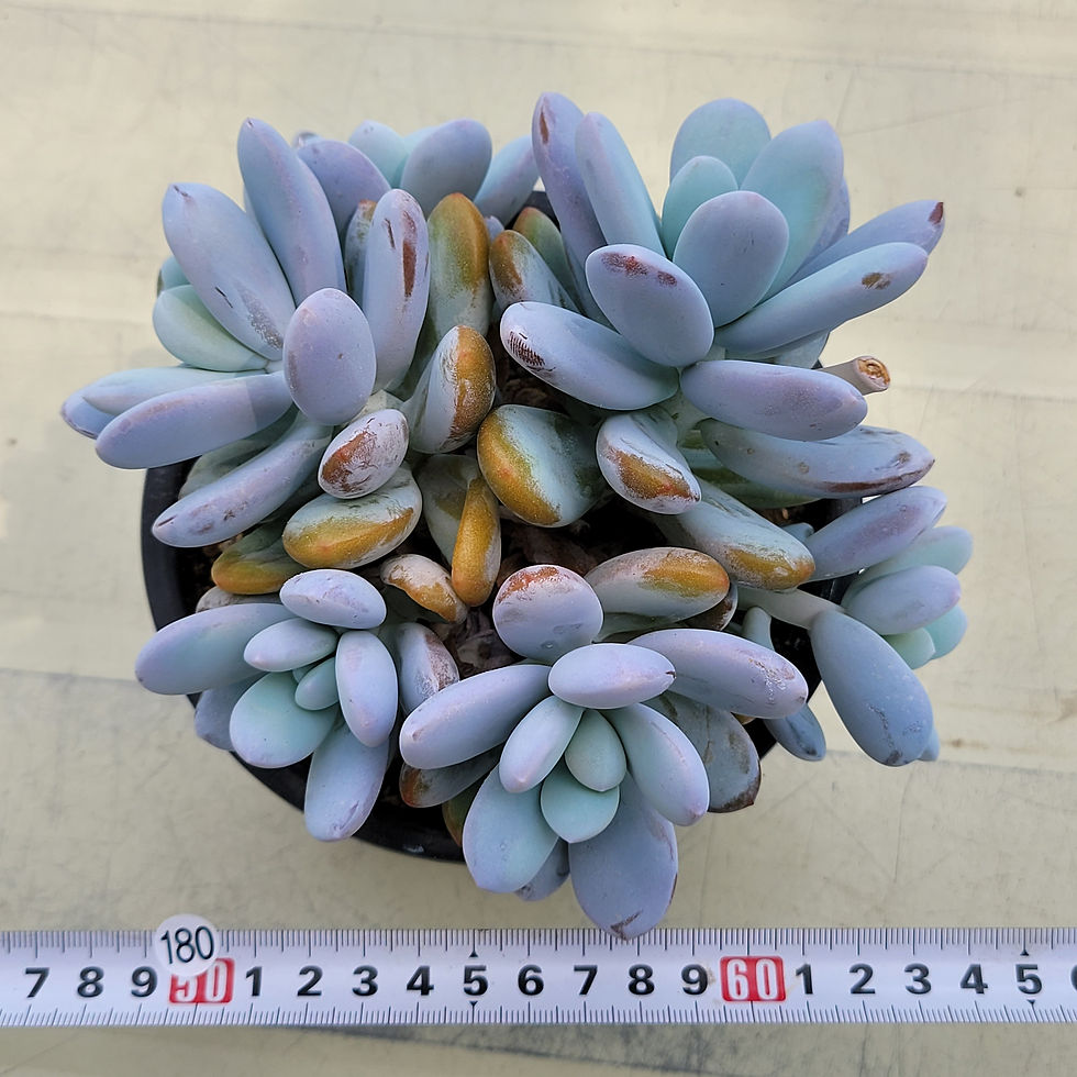Thumbnail: Pachyphytum Cuicatecanum cluster 