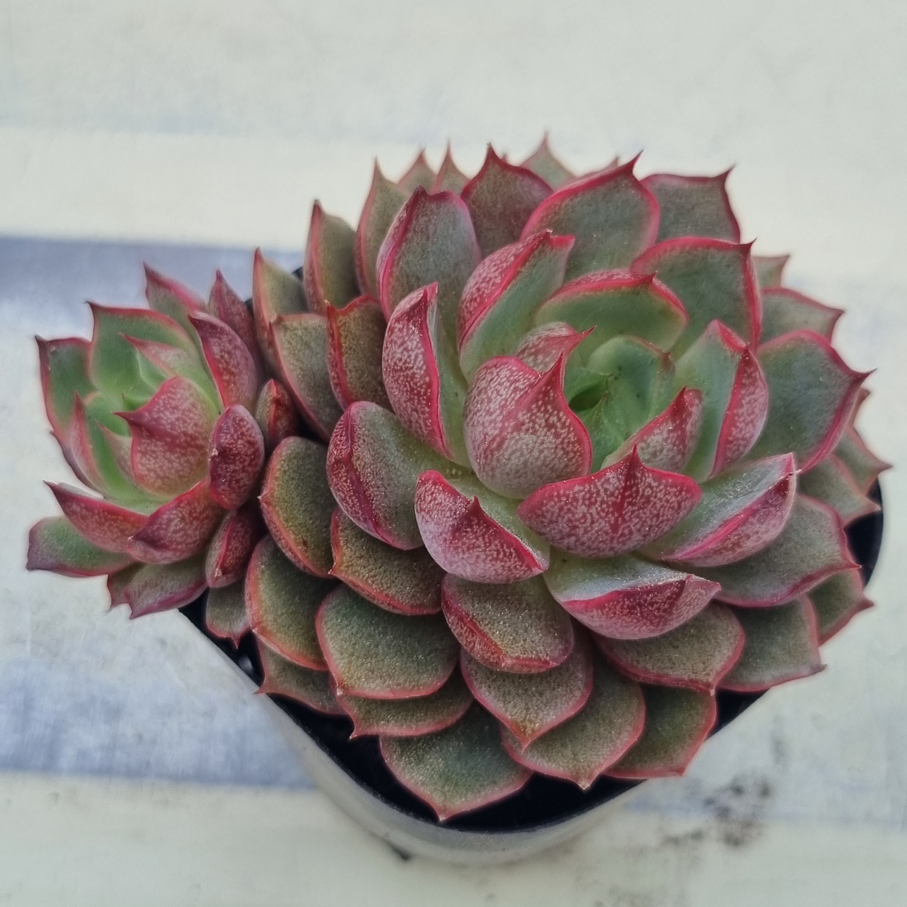Echeveria Lucille 