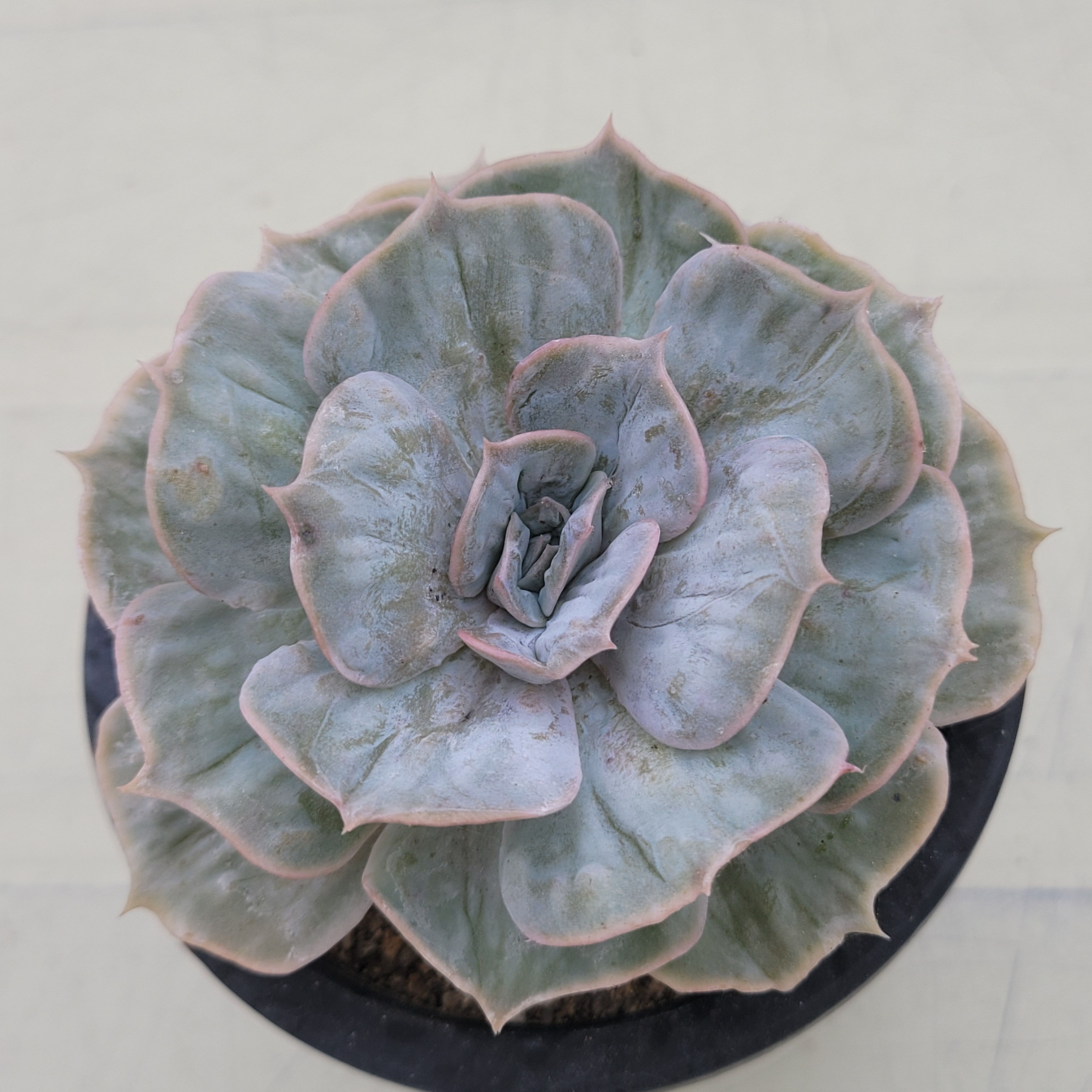 Echeveria Marble variegated 