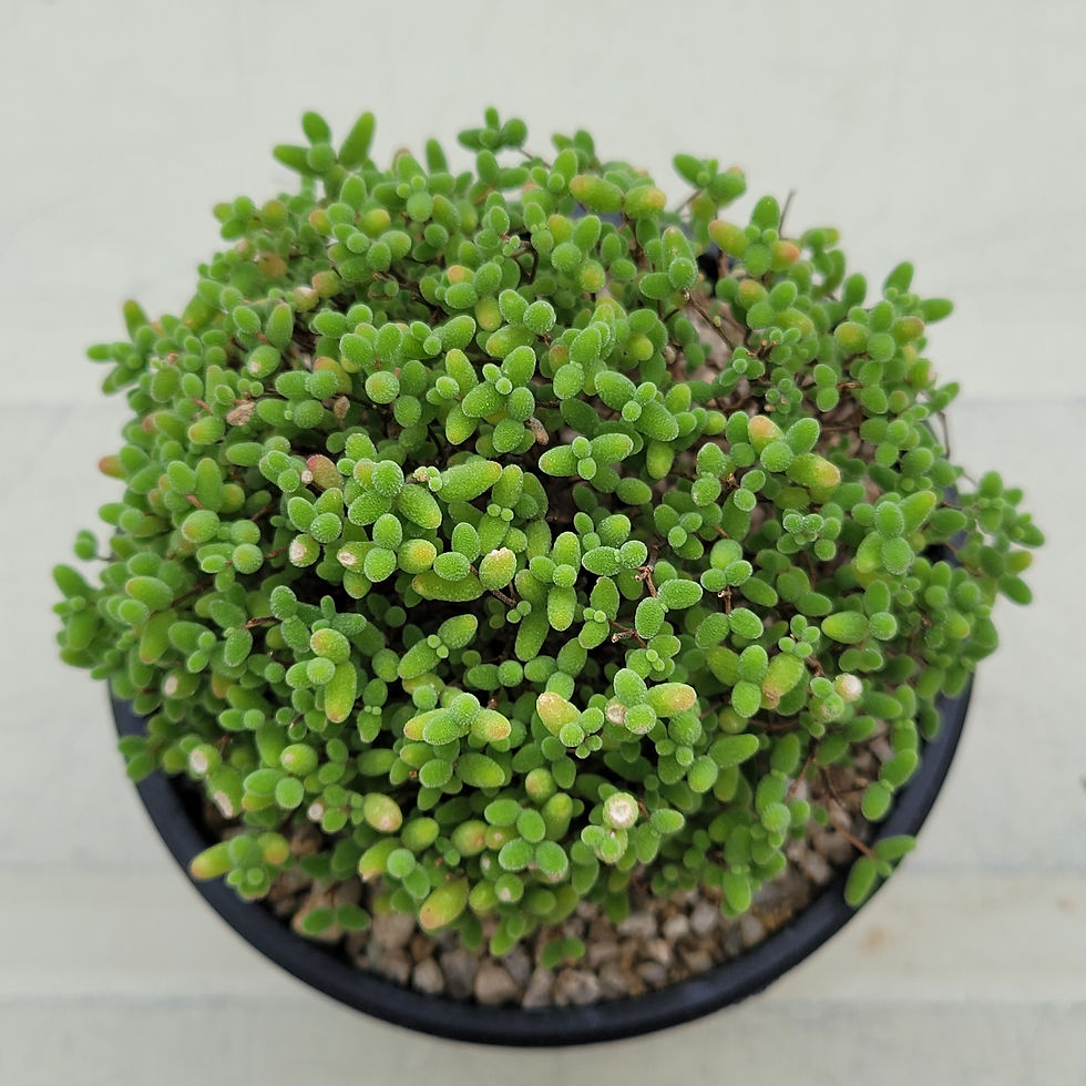 Thumbnail: Drosanthemum Globosum 'Honey Orange'
