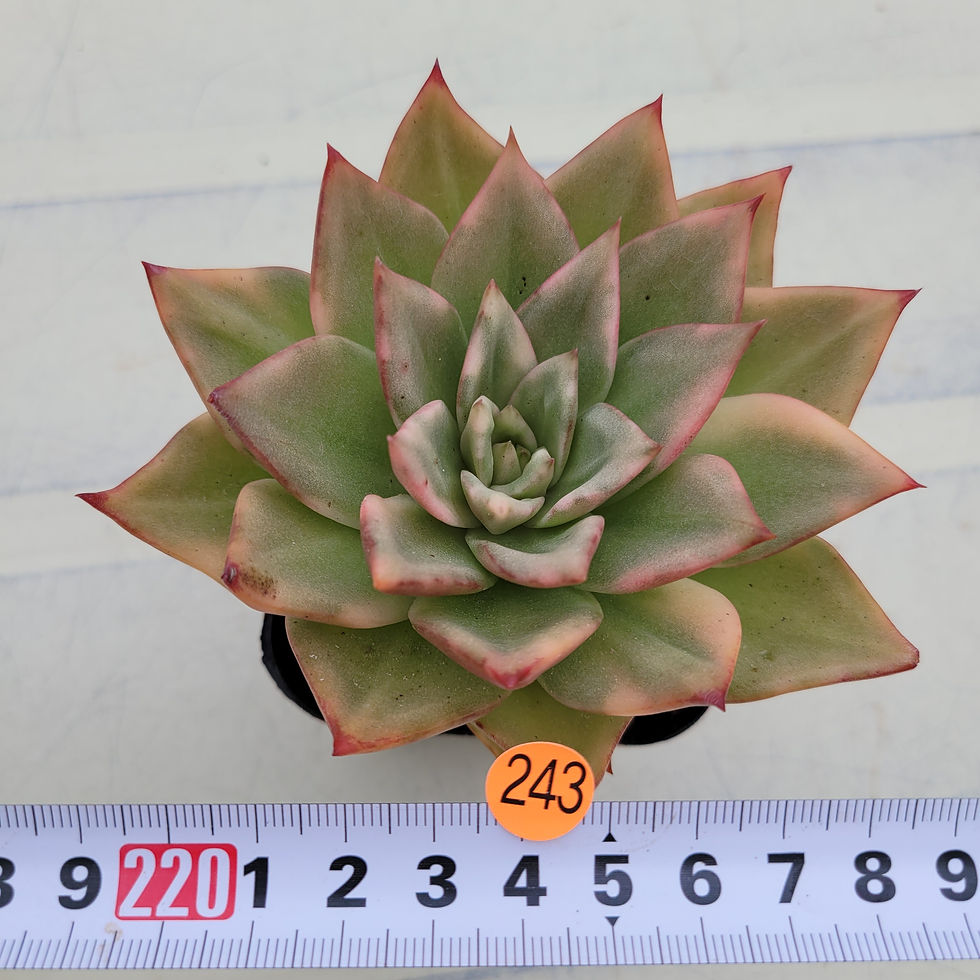 Thumbnail: Echeveria Ruby Maria variegated 