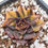 Thumbnail: Echeveria Black Prince variegated 
