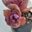 Thumbnail: Echeveria Nia