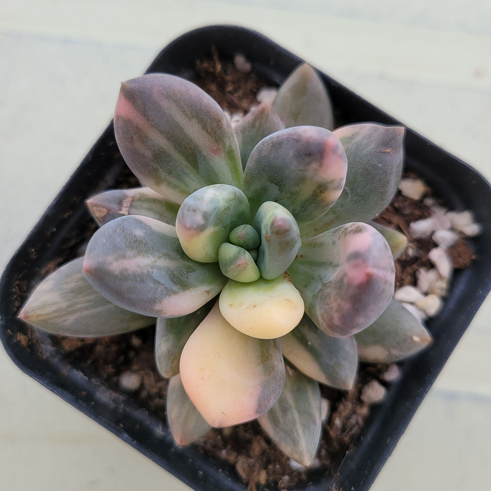 Thumbnail: Pachyveria oviferum cv.shireiden variegated 