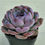 Thumbnail: Echeveria Dark Opal 