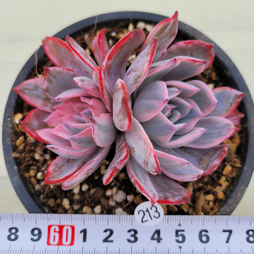 Thumbnail: Echeveria Laulensis variegated 