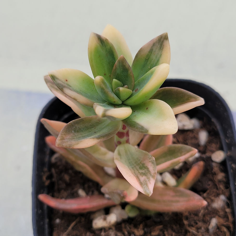 Thumbnail: Sedeveria Pat's Pink variegated 