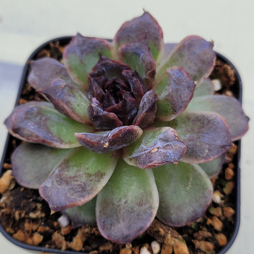 Thumbnail: Echeveria Black Coco 