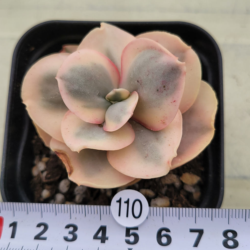 Thumbnail: Echeveria Debon variegated 