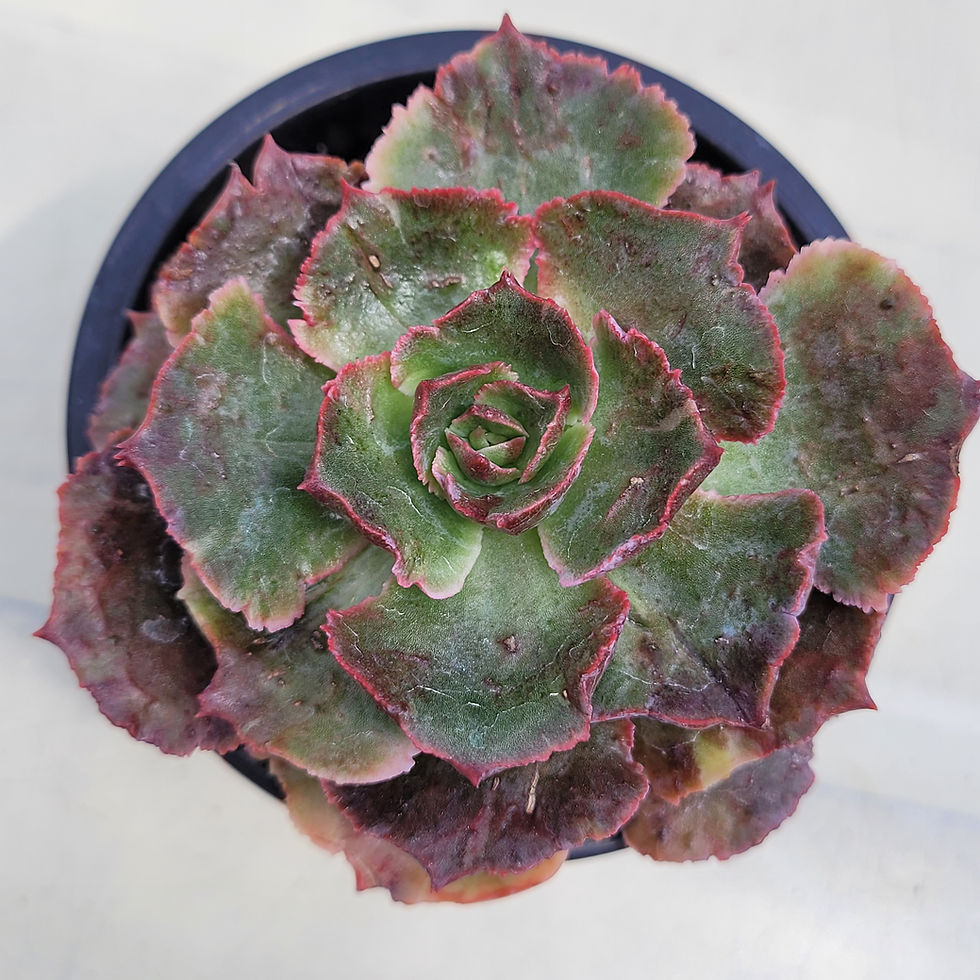 Thumbnail: Echeveria Opinio variegated 