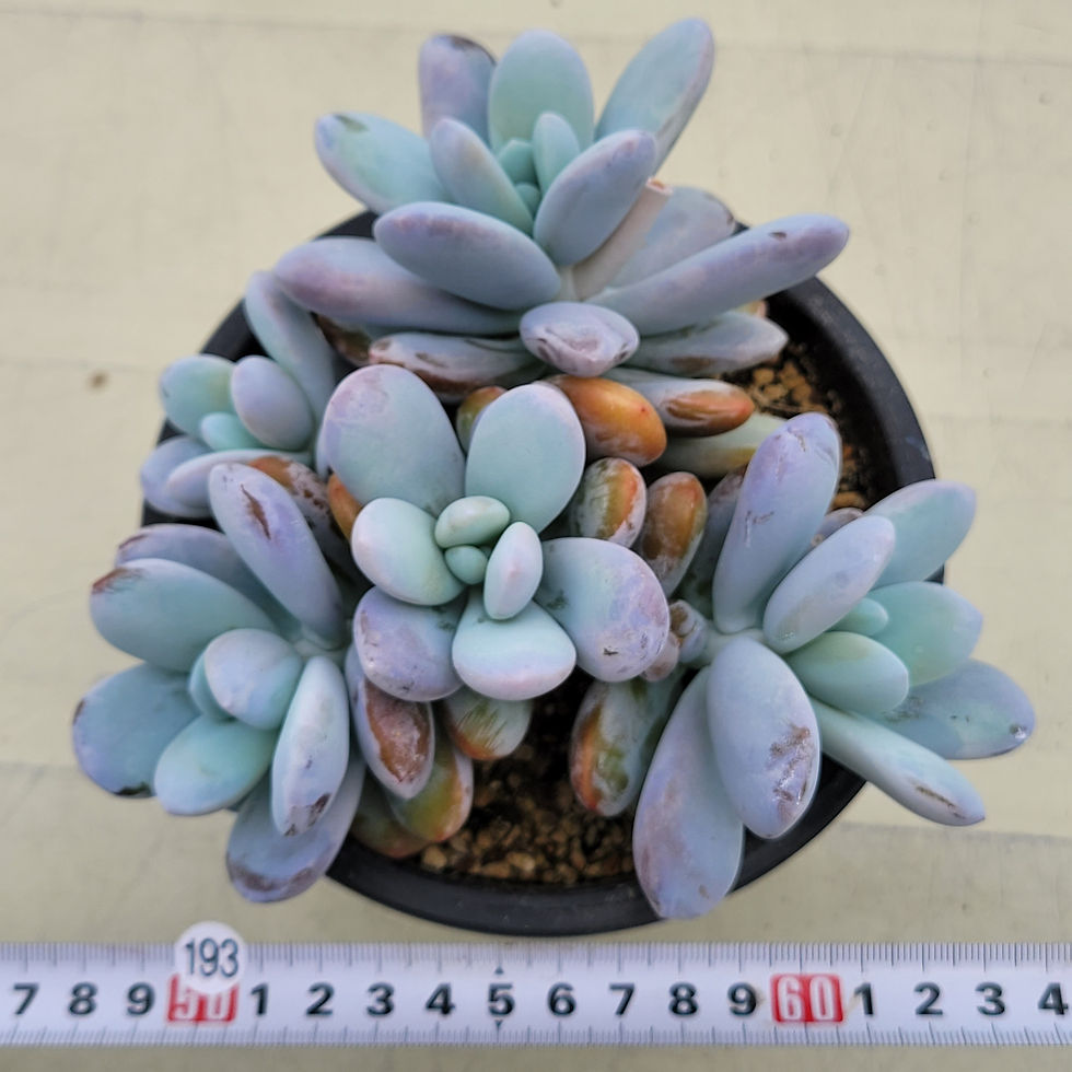 Thumbnail: Pachyphytum cuicatecanum cluster 