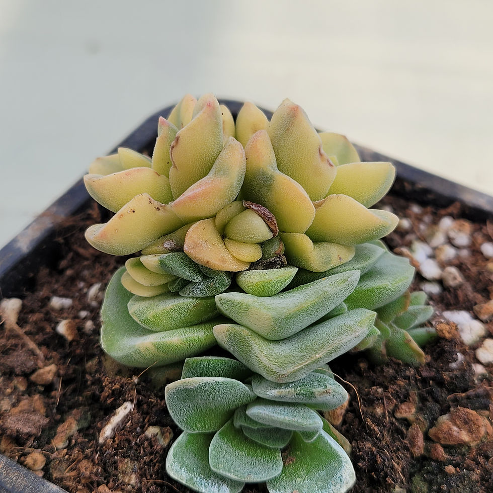 Thumbnail: Crassula Violetta variegated 