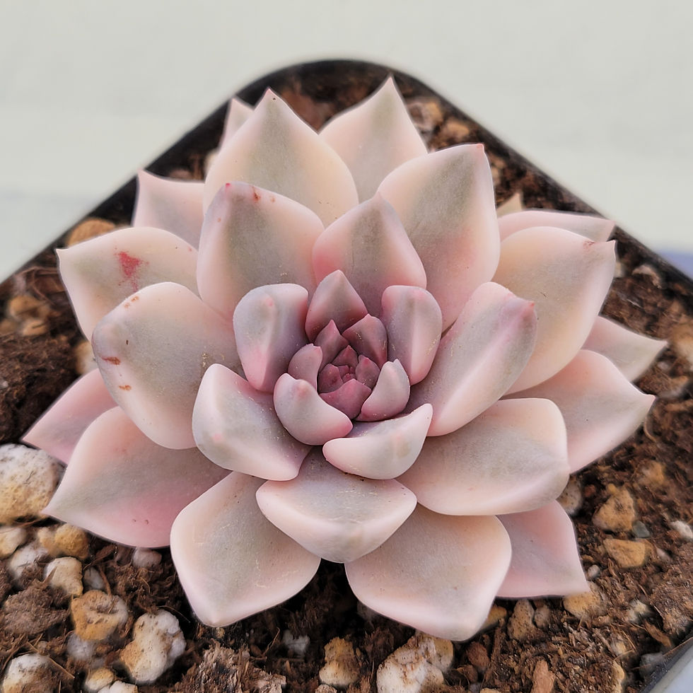 Thumbnail: Echeveria Pink Zaragosa variegated 
