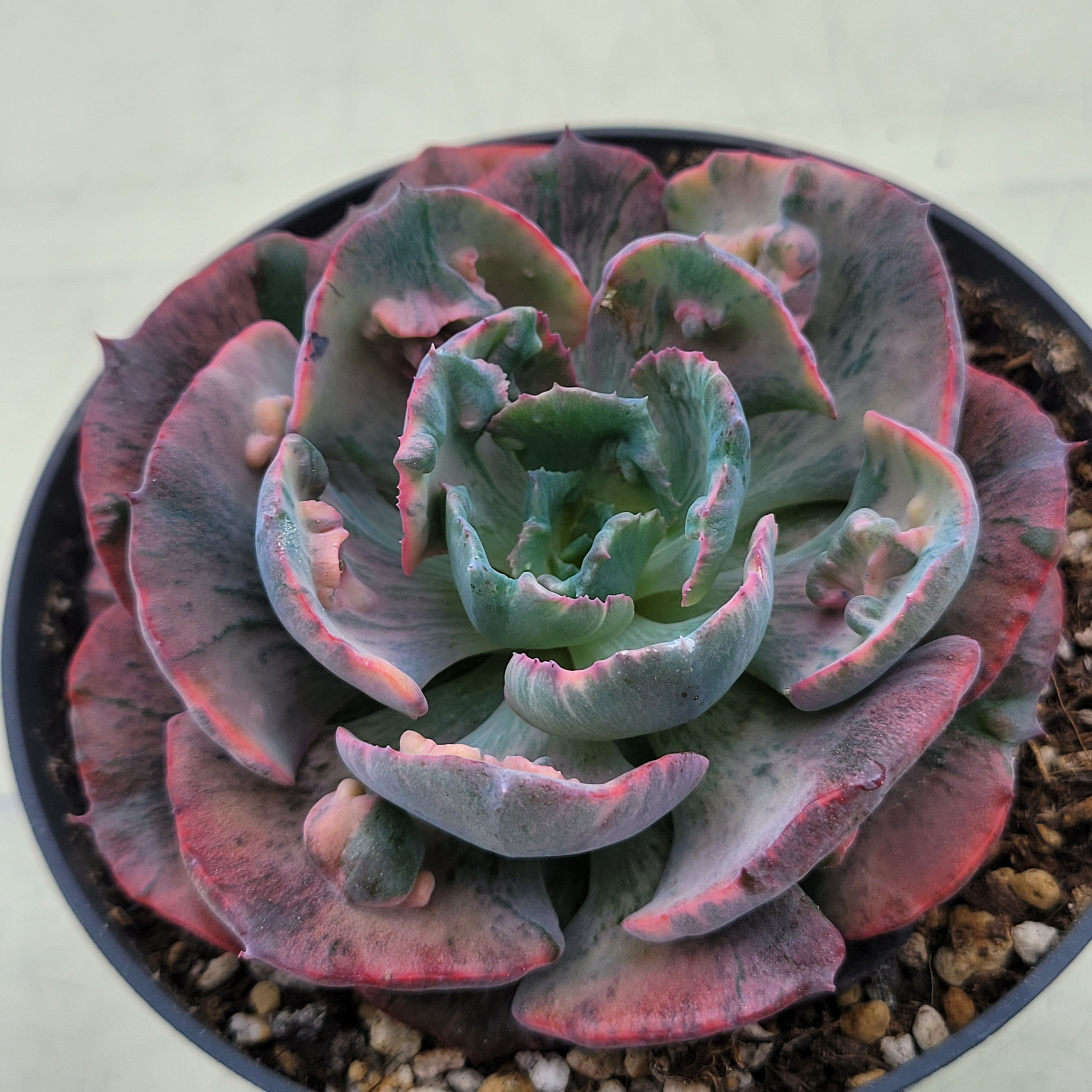 Echeveria Beyonce Rainbow variegated 