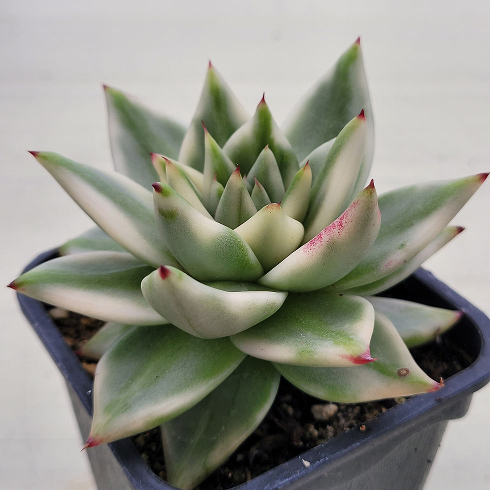 Thumbnail: Echeveria Elkhorn variegated 