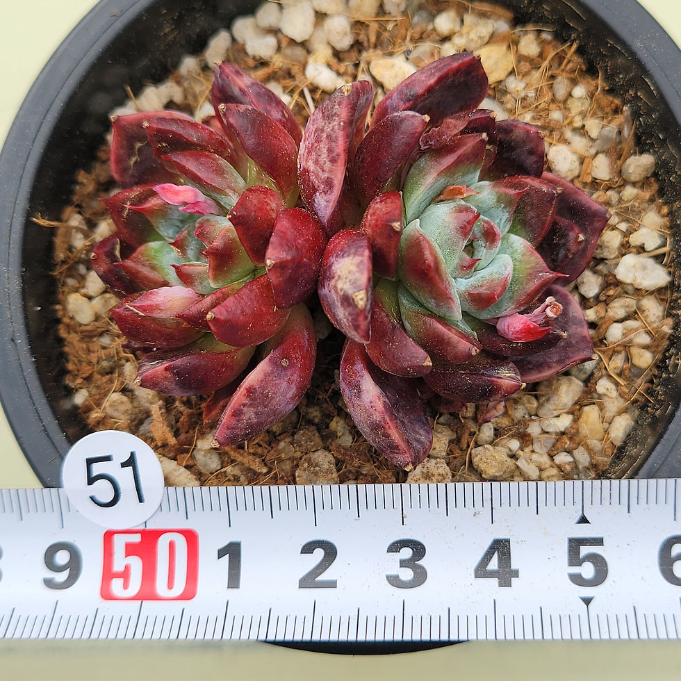Thumbnail: Echeveria Dark Perfume 