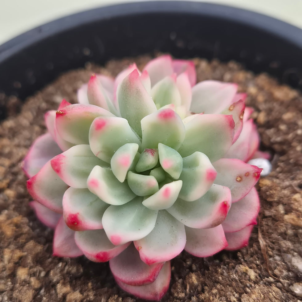Thumbnail: Echeveria Scarlett variegated 