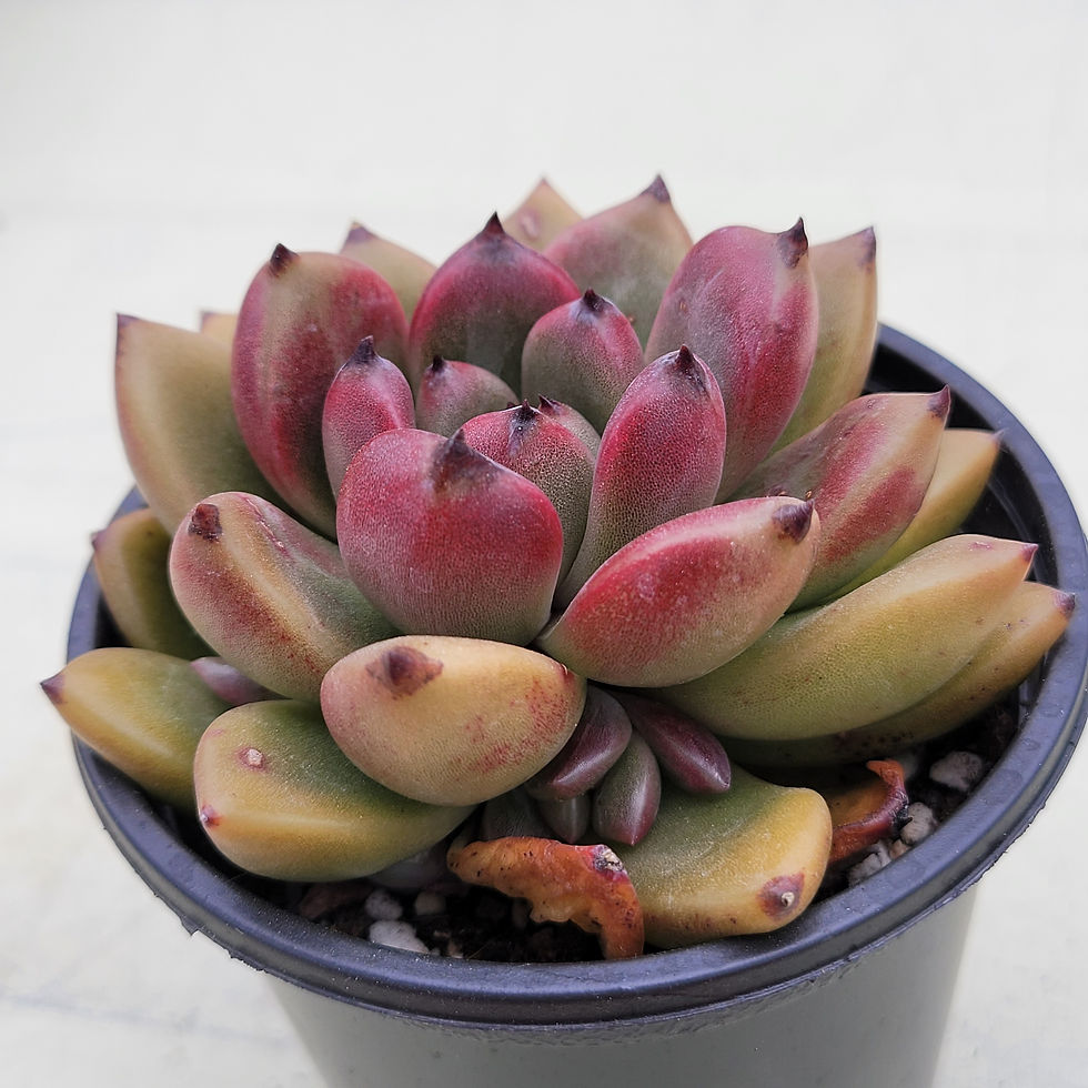 Thumbnail: Echeveria Antete 