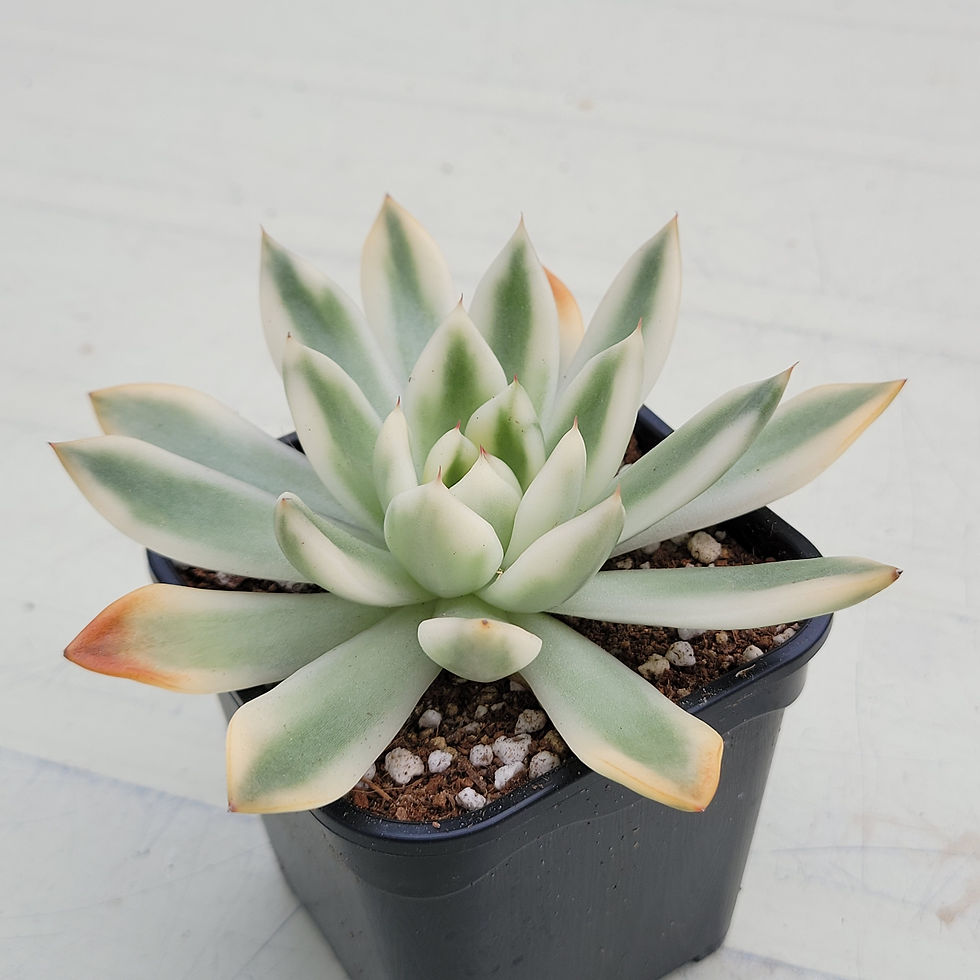 Thumbnail: Echeveria Galaxy variegated 