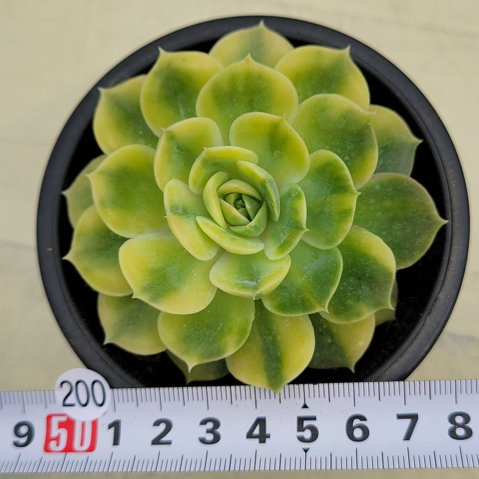 Thumbnail: Echeveria Onslow Yellow variegated 