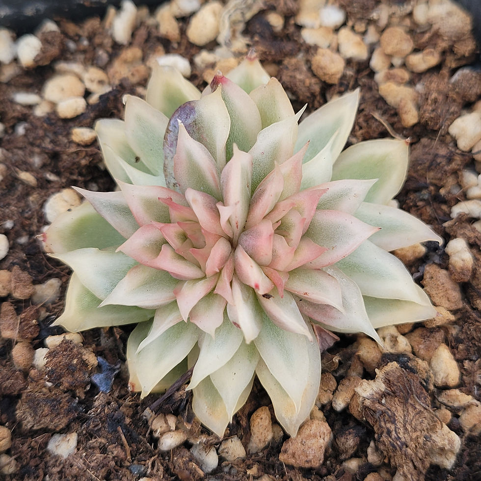 Thumbnail: Echeveria Red Sandwich variegated 