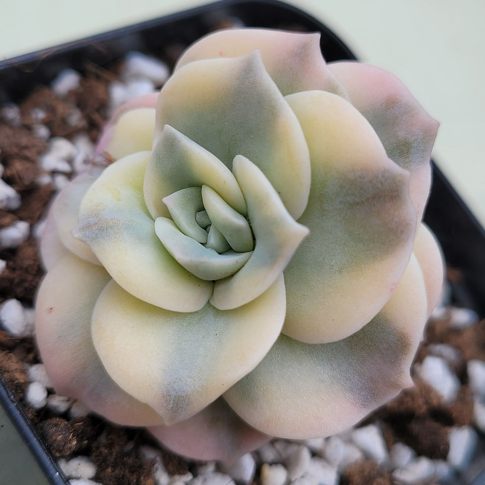 Thumbnail: Echeveria Pink Lovely Rose variegated 