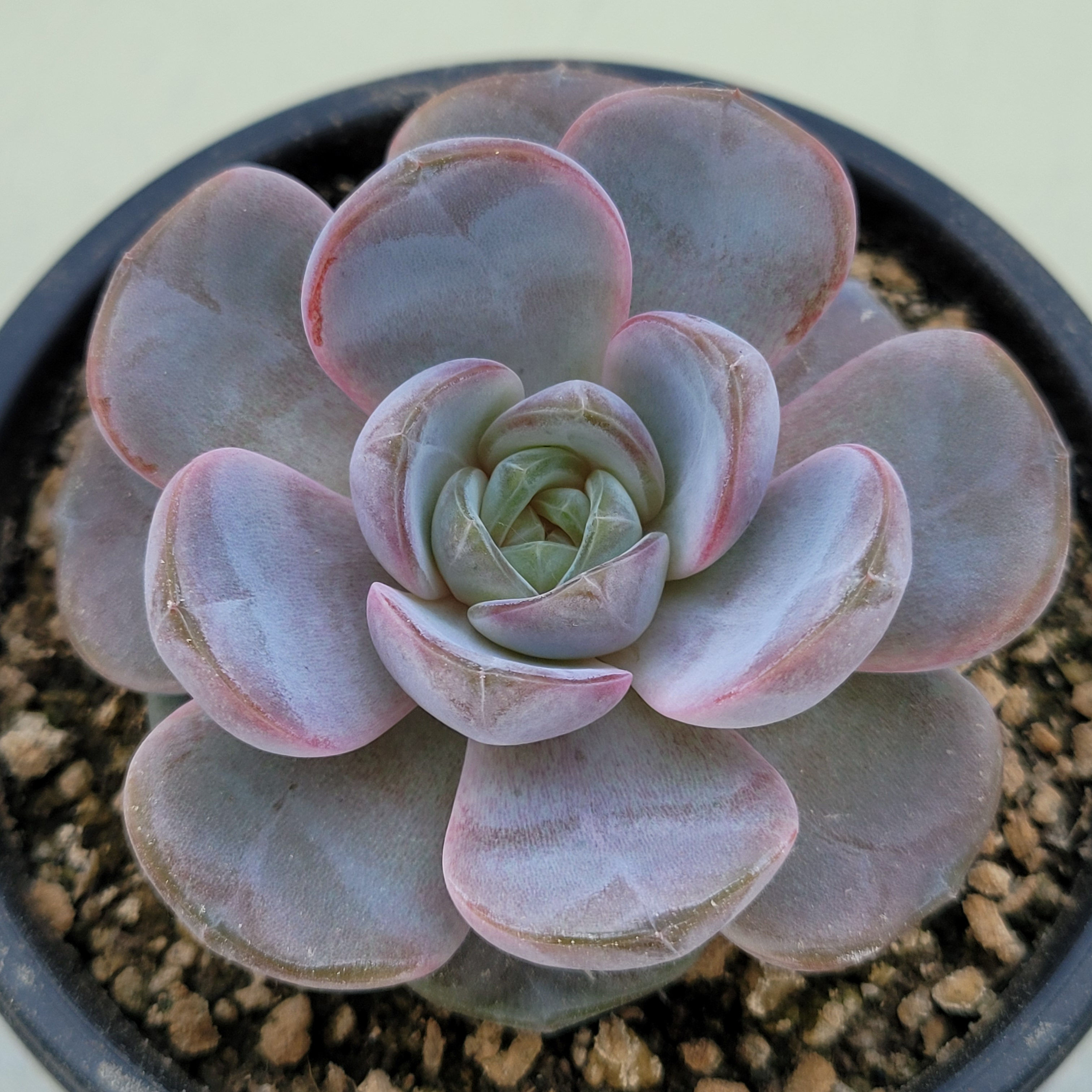 Echeveria Lumiel 