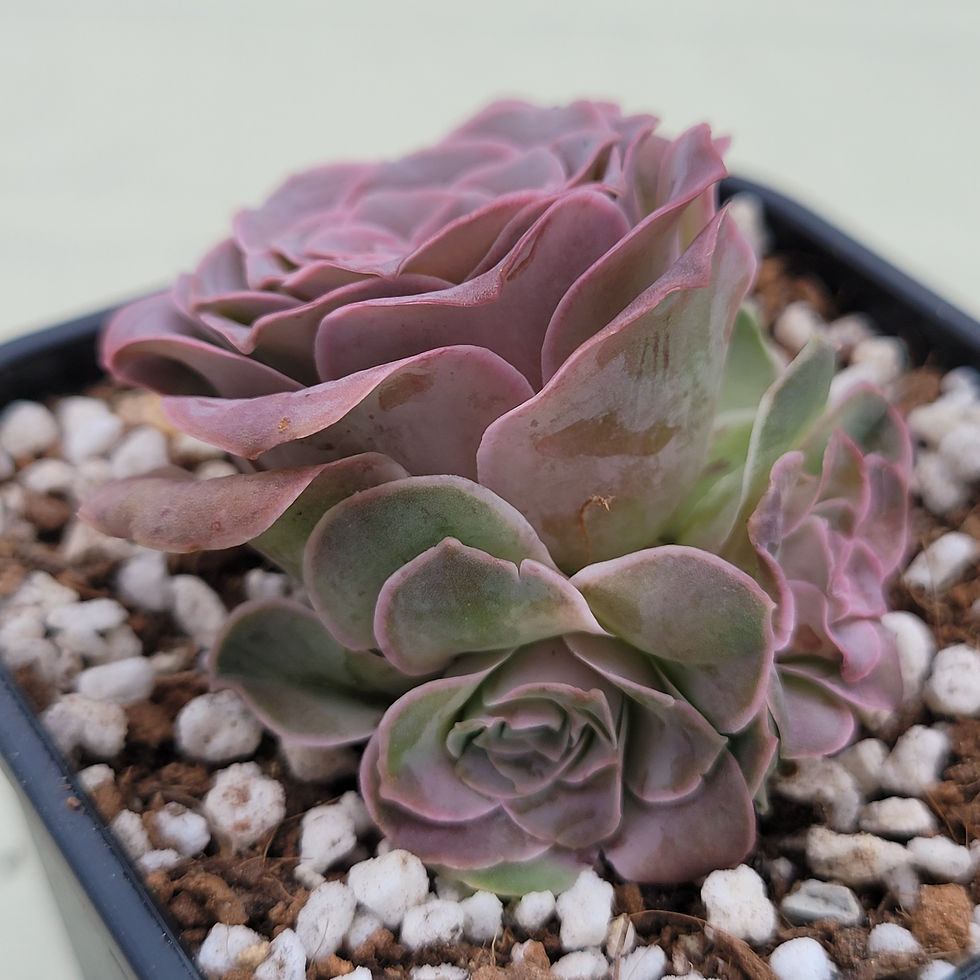 Thumbnail: Greenovia Mira Rose variegated 