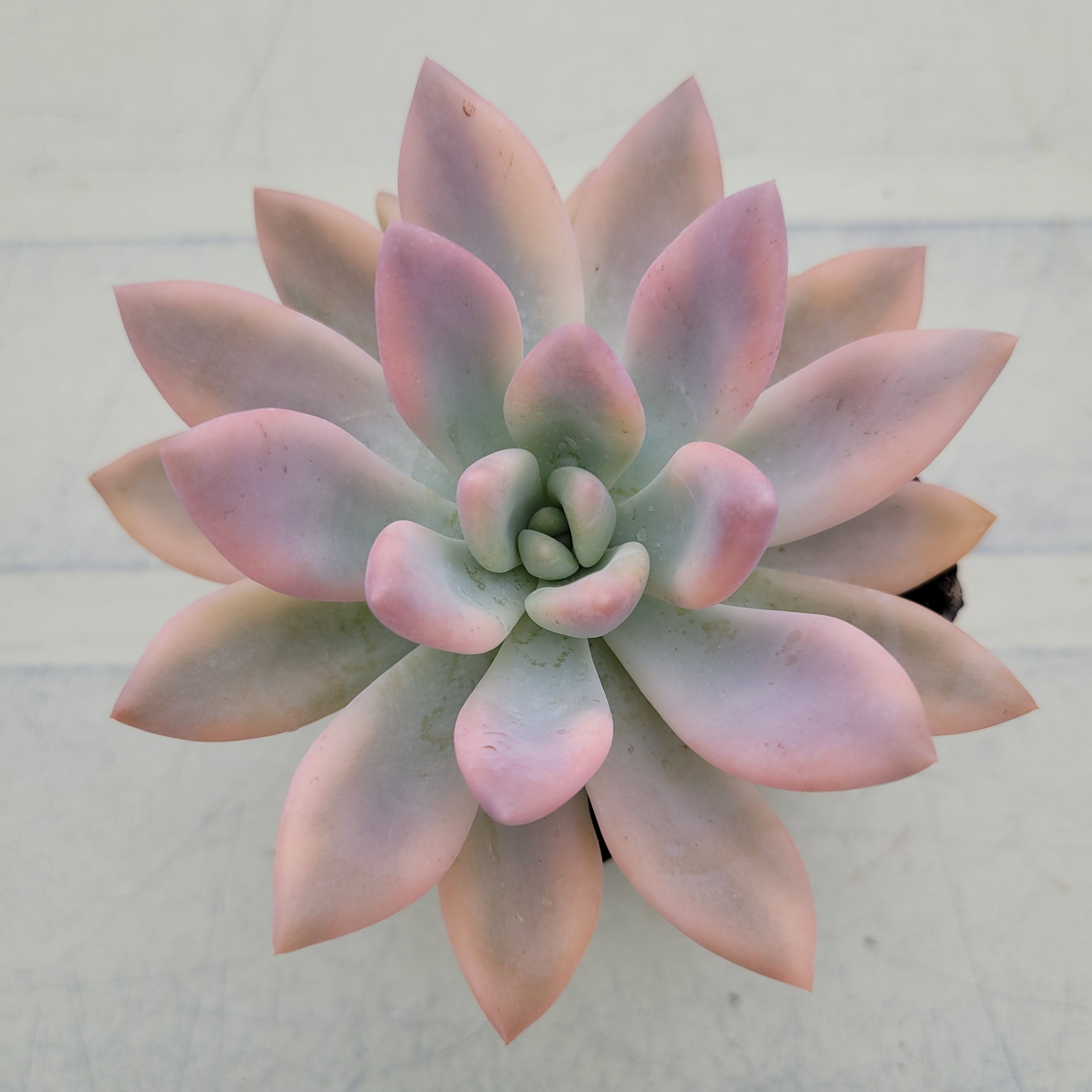 Graptoveria Opalina variegated 