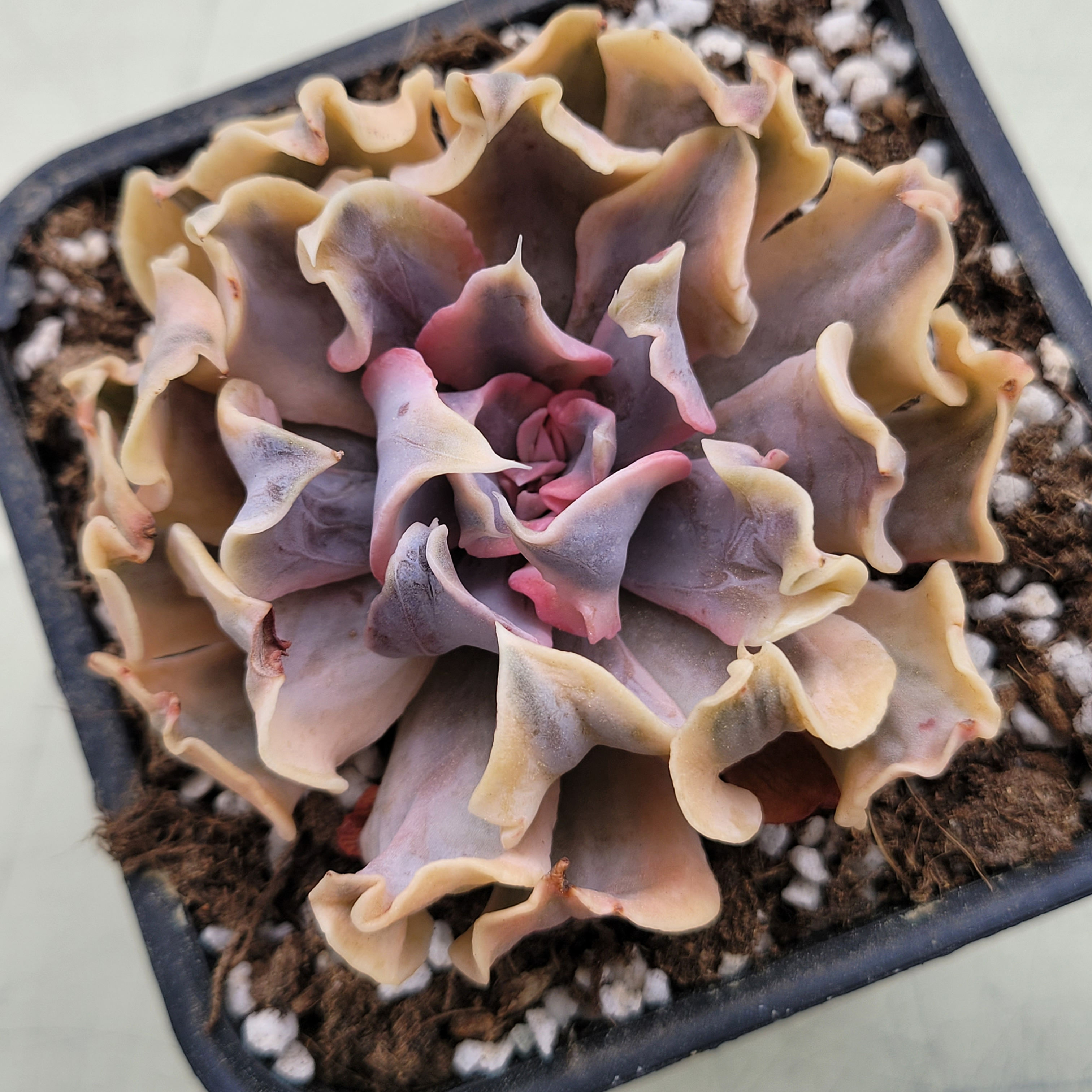 Echeveria Saffron variegated 