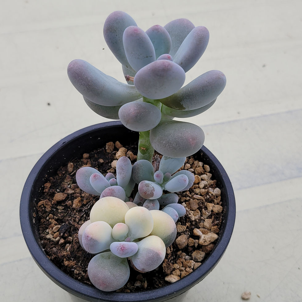 Thumbnail: Pachyphytum oviferum momobijin variegated cluster 