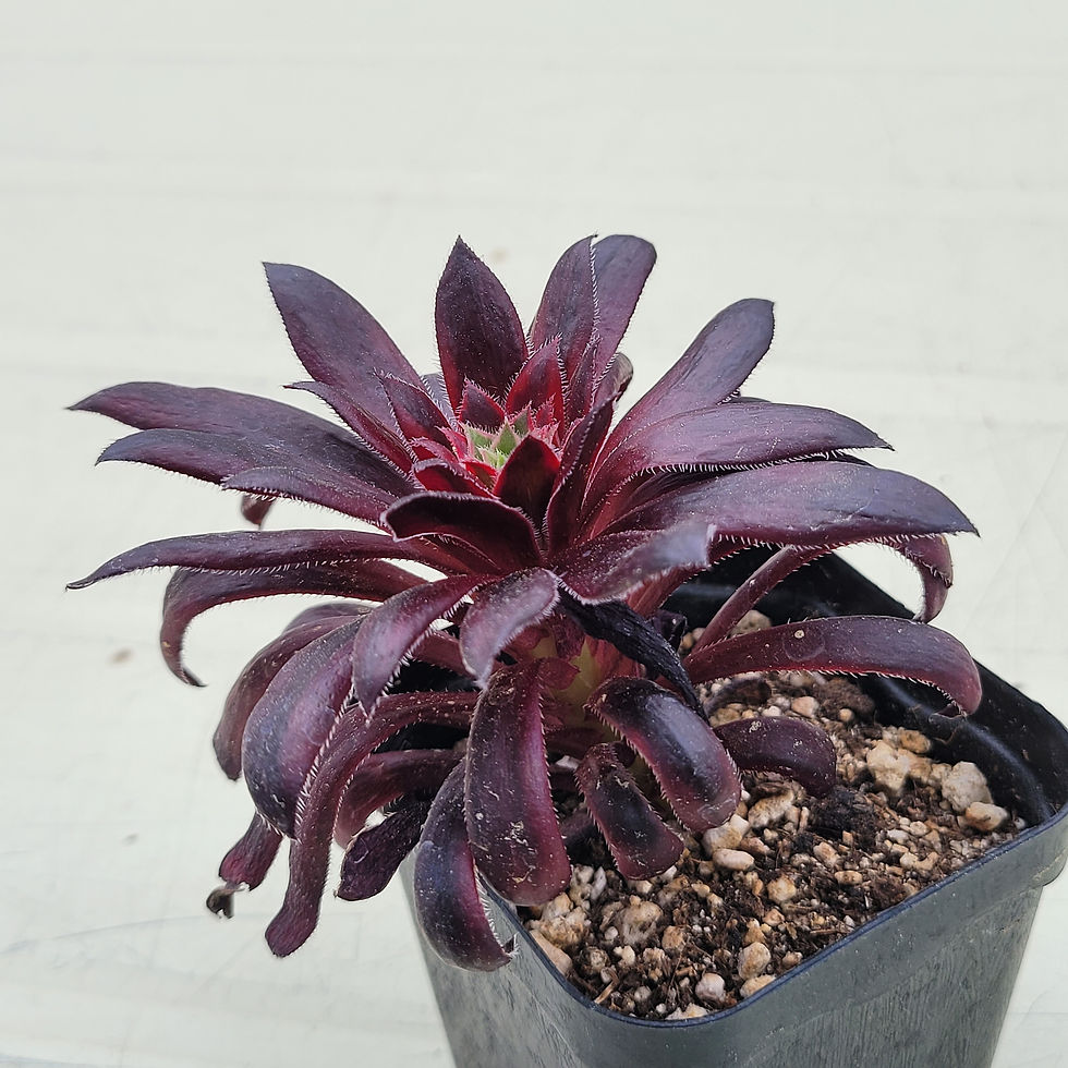 Thumbnail: Aeonium Firebird variegated 