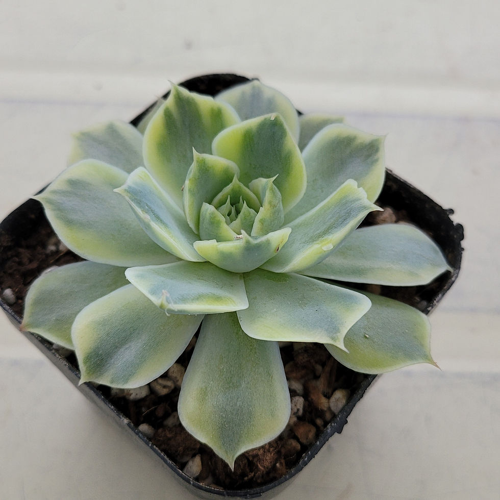 Thumbnail: Echeveria Simulans variegated 